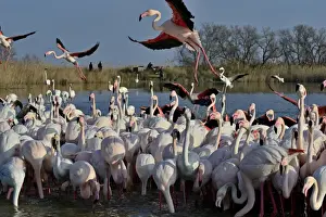 Greater Flamingo Phoenicopterus roseus feeding on algae Camargue France