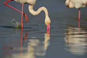 : Greater Flamingo Phoenicopterus roseus feeding on algae Camargue France