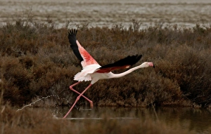 Greater Flamingo, Phoenicopterus ruber. Camargue, France, April Greater Flamingo, Phoenicopterus ruber. Camargue, France, April