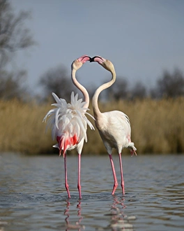 Greater Flamingos Phoenicopterus roseus two males sparring in spring Camargue France Greater Flamingos Phoenicopterus roseus two males sparring in spring Camargue France
