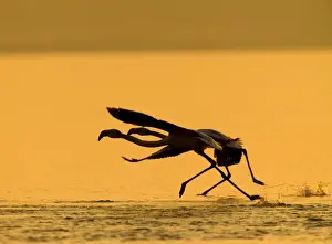 Silhouette Prints: Greater Flamingos taking off Thessaloniki Greece January