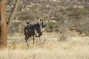 Kenya Prints: Greater Kudu Tragelaphus strepisceros Samburu Kenya