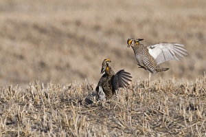 Greater Prairie-Chicken Tympanchus cupido fighting on lekking ground in the Sandhills
