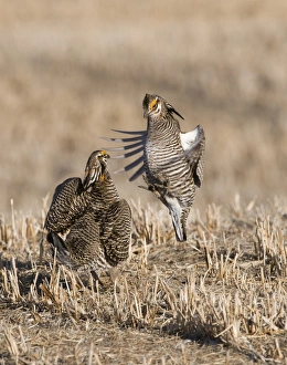 Greater Prairie-Chicken Tympanchus cupido fighting on lekking ground in the Sandhills