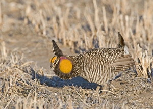 Greater Prairie-Chicken Tympanchus cupido displaying on lekking ground in the Sandhills Greater Prairie-Chicken Tympanchus cupido displaying on lekking ground in the Sandhills