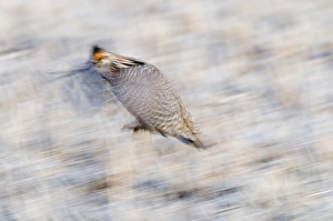 Greater Prairie-Chicken Tympanchus cupido displaying on lekking ground in the Sandhills