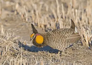 Display Prints: Greater Prairie-Chicken Tympanchus cupido displaying on lekking ground in the Sandhills