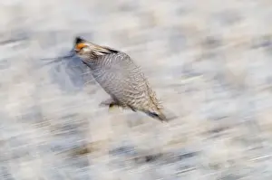 Greater Prairie-Chicken Tympanchus cupido displaying on lekking ground in the Sandhills
