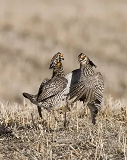 Greater Prairie-Chicken Tympanchus cupido fighting on lekking ground in the Sandhills