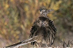 Greater Roadrunner, Geococcyx californianus, sun bathing, Bosque Del Apache, New Mexico