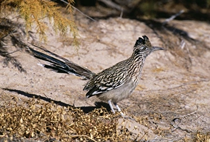 Greater Roadrunner, Geococcyx californianus, Bosque Del Apache, New Mexico, USA Greater Roadrunner, Geococcyx californianus, Bosque Del Apache, New Mexico, USA