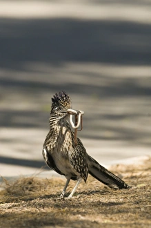 Greater Roadrunner Geococyx californianus adult alongside road with snake Salton Greater Roadrunner Geococyx californianus adult alongside road with snake Salton