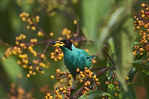 Green Honeycreeper Chlorophanes spiza male La Selva Costa Rica Green Honeycreeper Chlorophanes spiza male La Selva Costa Rica