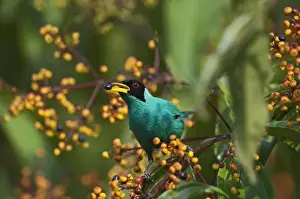 Central America Prints: Green Honeycreeper Chlorophanes spiza male La Selva Costa Rica