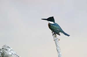 Green Kingfisher Chloroceryle americana Tambopata Peruvian Amazon Green Kingfisher Chloroceryle americana Tambopata Peruvian Amazon
