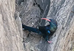 Kenya Prints: Green Wood-hoopoe Phoeniculus purpureus Samburu Kenya