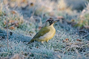 Green Woodpecker, Picus viridis, on frosty morning, UK, winter