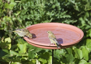 Greenfinch at bird bath in garden Norfolk