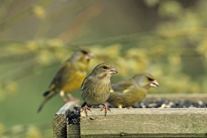 Finch Prints: Greenfinch on bird table in garden UK spring