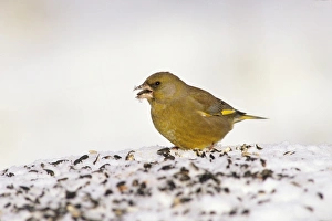 Greenfinch in garden UK winter