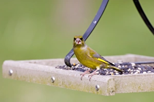 Greenfinch on bird table in garden UK winter