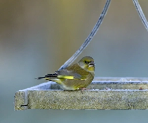 Greenfinch on feeder in garden Kent UK