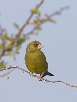 Finch Prints: Greenfinch Carduelis chloris Norfolk April