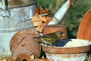 Greenfinch, Carduelis chloris, on plant pot in garden, Kent, UK, winter Greenfinch, Carduelis chloris, on plant pot in garden, Kent, UK, winter