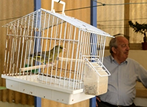 Birds And People Prints: Greenfinch Carduelis chloris singing in cage Malta
