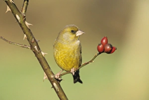 Greenfinch Chloropus carduelis in autumn