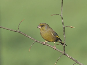 Autumn Prints: Greenfinch Chloropus carduelis in autumn