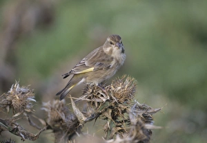 Greenfinch Chloropus carduelis in autumn