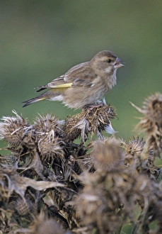 Greenfinch Chloropus carduelis feeding on thistle heads in autumn on Fair Isle Shetland Greenfinch Chloropus carduelis feeding on thistle heads in autumn on Fair Isle Shetland
