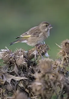 Autumn Prints: Greenfinch Chloropus carduelis feeding on thistle heads in autumn on Fair Isle Shetland