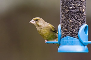Prints of Greenfinch on feeder in garden Kent UK Images Dated 2006 February: Greenfinch on feeder in garden Kent UK