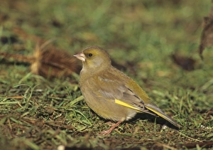 Greenfinch in garden UK winter