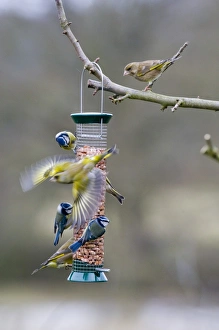 Finch Prints: Greenfinches and Blue Tits on garden feeder