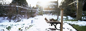 Greenfinch on bird table in garden UK winter