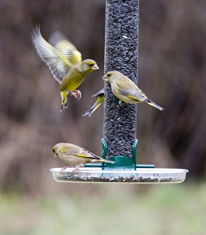 Finch Prints: Greenfinches on garden feeder