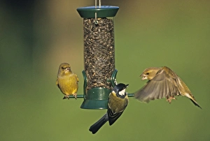 Greenfinch in garden UK winter