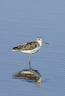 Greenshank Tringa nebularia moulting adult Snettisham Norfolk August Greenshank Tringa nebularia moulting adult Snettisham Norfolk August