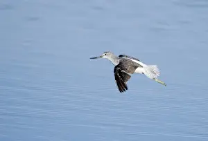 Snettisham Prints: Greenshank Tringa nebularia Snettisham Norfolk August