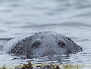 Grey Seal Halichoerus gryphus bull Shetland summer