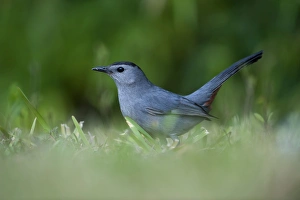 Everglades Prints: Grey Catbird Dumetella carolinensis Florida USA