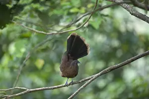 Central America Prints: Grey-headed Chachalaca Ortalis cinereiceps Rancho Naturalista Costa Rica