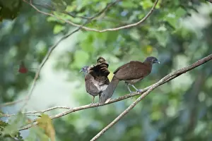 : Grey-headed Chachalaca Ortalis cinereiceps Rancho Naturalista Costa Rica