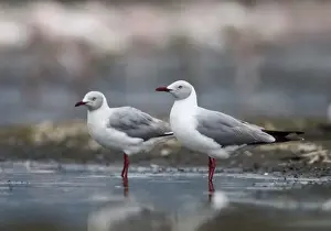 East Africa Prints: Grey-headed Gull Larus cirrocephalus Lake Nakuru Kenya July