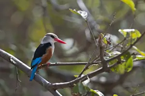 Kenya Prints: Grey-headed Kingfisher Halycon leucocephala Samburu Kenya