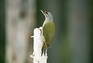 Male Prints: Grey-headed Woodpecker Picus canus adult male Finland winter