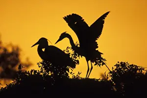 Grey Heron Ardea cinerea adult with well grown chick on nest UK summer
